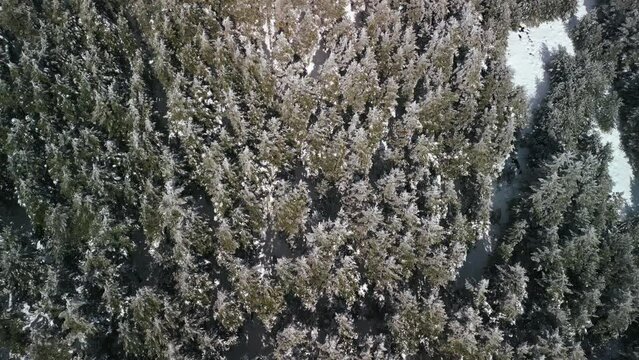Trees with snow at the mountains of Navacerrada Spain