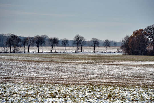 rural landscape with snow covered fields and trees along a dirt road