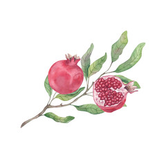 Watercolor pomegranate branch with red fruits and green leaves. Botanical illustration drawn by hand on white background.