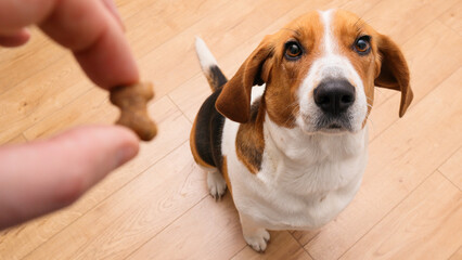 Cropped hand feeding dog. Man giving his dog treat reward after an obedience training. Lifestyle photo with copy space.