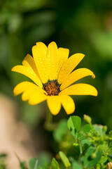 yellow flower