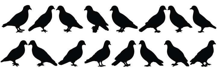 Bird pigeon silhouettes set, large pack of vector silhouette design, isolated white background - obrazy, fototapety, plakaty