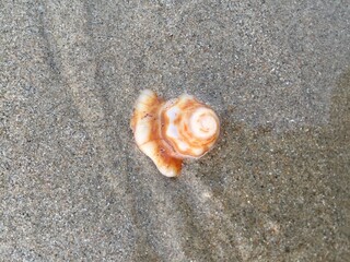 shell on the beach