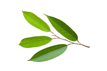 Durian leaves on white background.