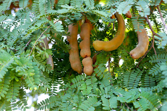 Tamarind fruits with green leaves