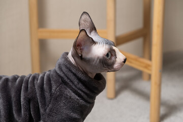 Portrait of a Canadian Sphynx cat in warm grey clothes bodysuit. Clothes for pets.