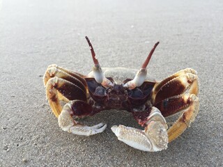 hermit crab on the beach