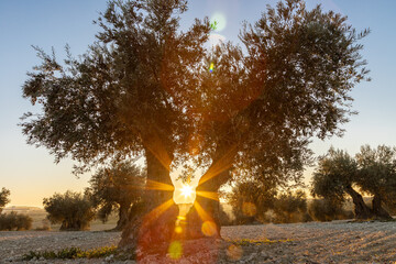 Colourful sunset over a olive tree field in Jaén, this province is known as the world capital of...