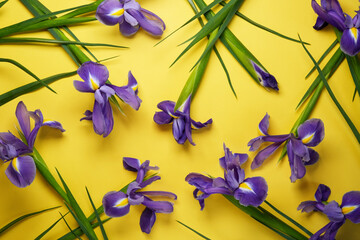 Seamless pattern of purple iris flowers, green leaves on yellow background. Top view flat lay....