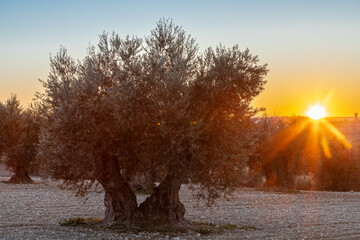 Colourful sunset over a olive tree field in Jaén, this province is known as the world capital of olive oil production, making it an ideal destination for olive oil tourism