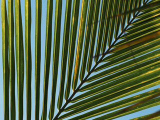 Coconut leaf close-up shot in summer for natural and environmental background.