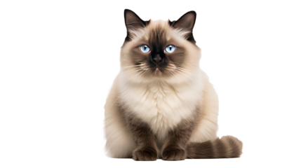 Himalayan cat isolated on a transparent background