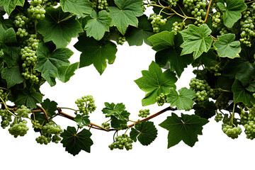 green grapevine leaves with grapes as corner isolated on PNG Background. Generative Ai.