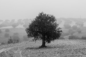 Black and white image of hazy olive tree field in Jaén, this province is known as the world...