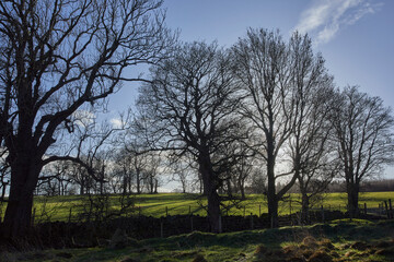 January midday and the bright sun turns the leafless trees into wintery silhouettes.  Breary Banks. Masham, North Yorkshire. UK