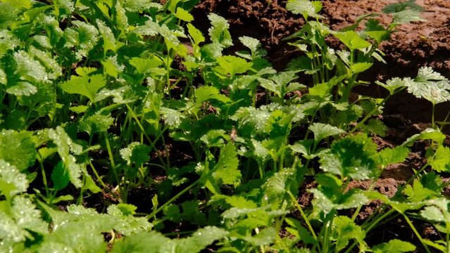 Water droplets from the spray spray onto the leaves of the coriander plants.