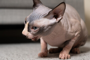 The Canadian Sphynx cat choked. Features of the correct diet in cats