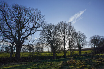 January midday and the bright sun turns the leafless trees into wintery silhouettes.  Breary Banks. Masham, North Yorkshire. UK