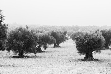 Black and white image of hazy olive tree field in Jaén, this province is known as the world capital of olive oil production, making it an ideal destination for olive oil tourism
