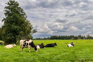 Black and white cows in a grassy field on a clouded day in The Netherlands.