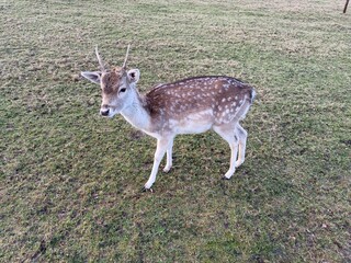 Fallow Deer standing with antlers standing in grass