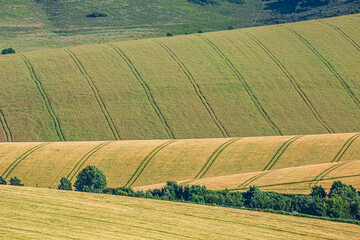 Rolling fields of cereal crops in the South Downs, on a sunny summer's day