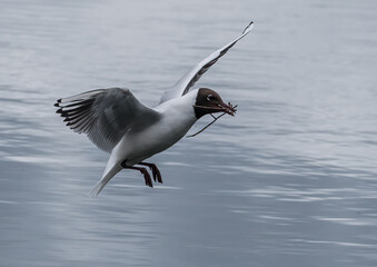 Black headed gull flying over water with nesting materials