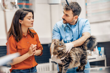 Veterinarian examining cat in veterinary clinic - obrazy, fototapety, plakaty