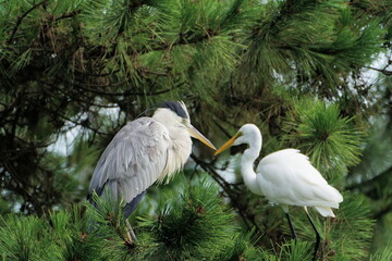 grey heron and great white egret