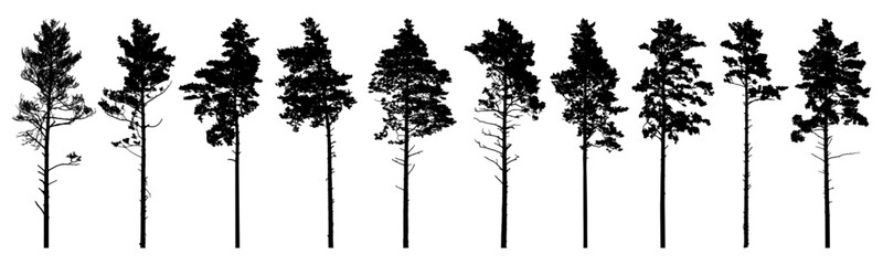 Pine trees silhouette isolated, set. Coniferous forest. Vector illustration. - obrazy, fototapety, plakaty
