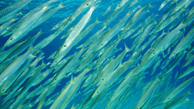 Top view on school of Barracuda swims on sebed background, Slow motion. Close up of large shoal of Yellow-tail Barracuda (Sphyraena flavicauda) swimming in blue Ocean on water surface background.