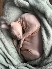 Sphynx cat sleeps in a blanket