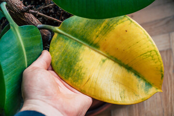 a person showing a yellow wilted leaf on a rubber tree plant
