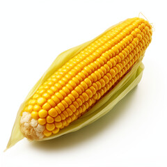 corn on the cob isolated