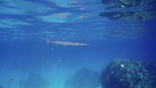 Close up of Sea pike swims slowly in blue water in sunrays, slow motion. Needlefish or Garfish floats under surface on sunny day in sunbeam