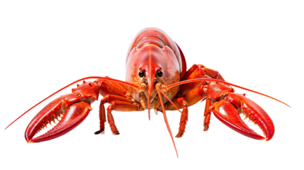 Lobster isolated on a transparent background