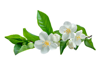Fototapeta premium Cut out jasmine flowers with green leaves on white background