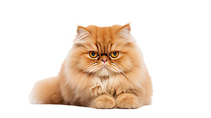 Persian cat isolated on a transparent background