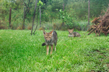 Una pareja de zorros colorados en la naturaleza. Vista de frente y de cerca. Copy space