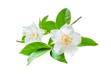White jasmine flowers isolated on white