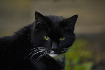 Black cat with white whiskas