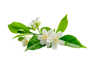 Fototapeta premium White tea flowers with green leaf on white