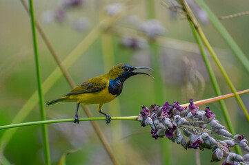 A male olive-backed sunbird perching on a water canna plant branch. Photographed in the western part of Singapore.