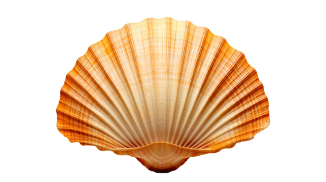 Scallops Shell isolated on a transparent background - Powered by Adobe