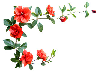 Red flower branch isolated on white
