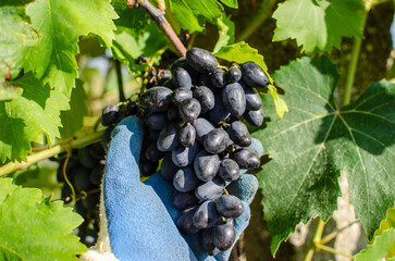 red grapes, bunch of grapes while harvesting, pruning, harvesting and harvesting grapes, in the...