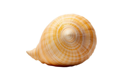 Obraz premium Shell isolated on a transparent background