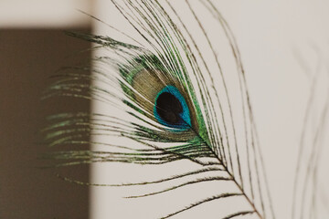 close-up of a peacock feather