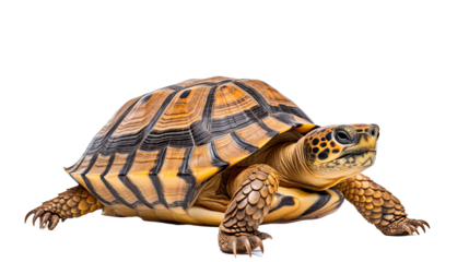 Turtle isolated on a transaprent background