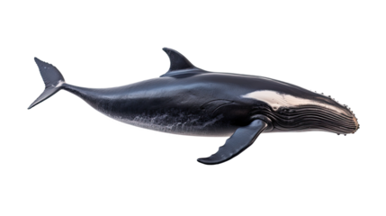 Whale isolated on a transparent background